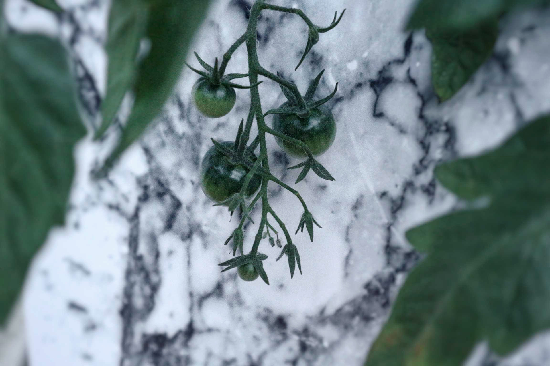 Growing Sun-Ripened Tomatoes with Perrywoods Garden Centre