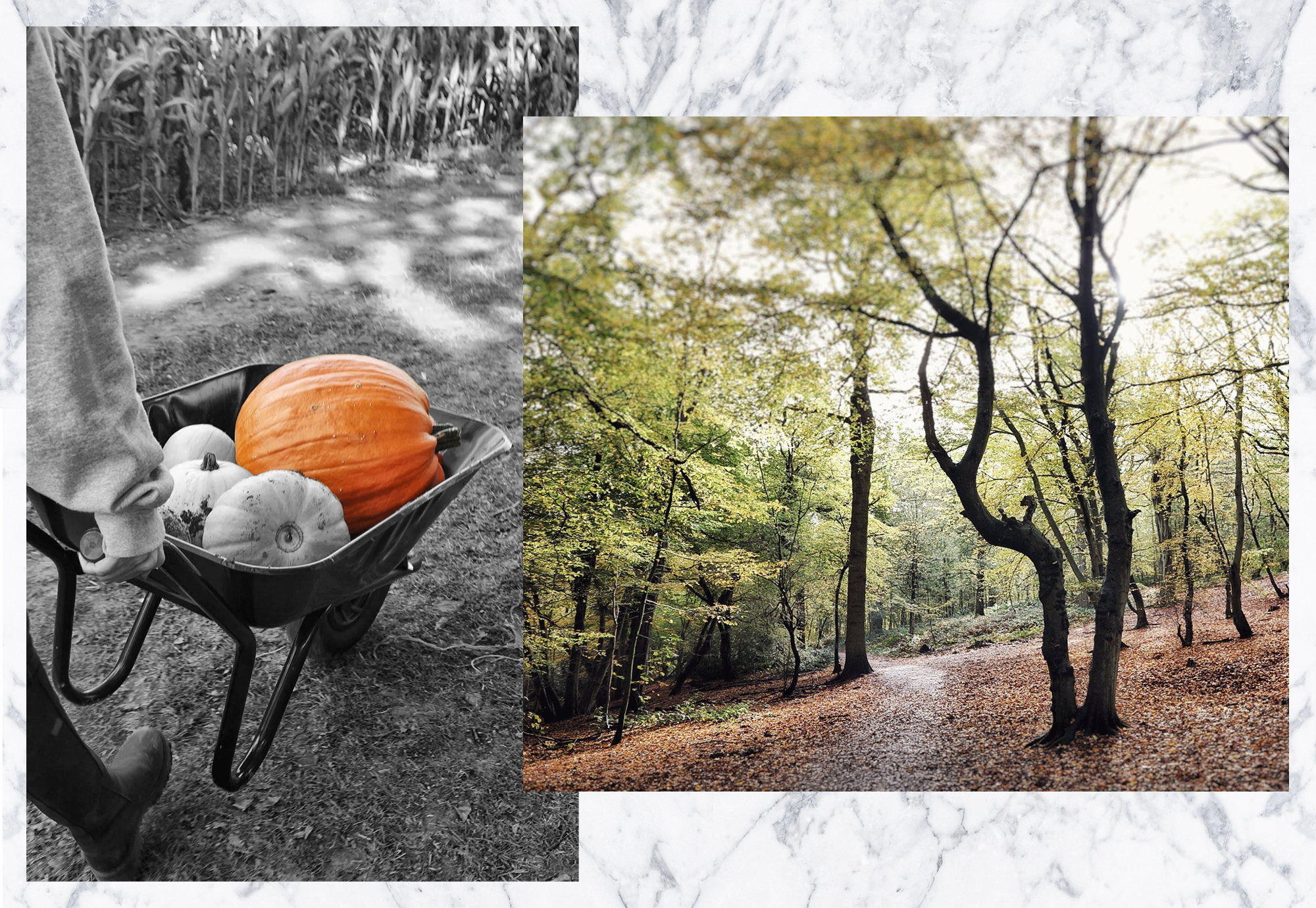 5 Things: Signs That Autumn Is Here